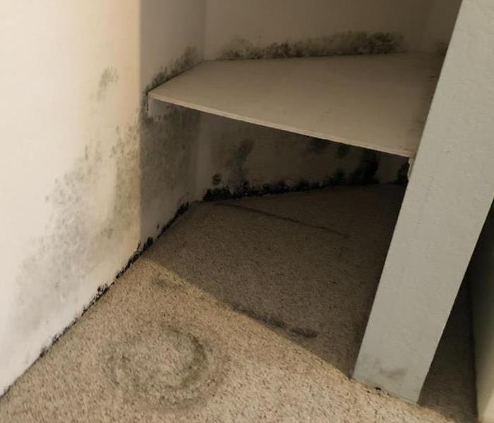 Mold growing on the wall and floor where the two meet in a bedroom closet