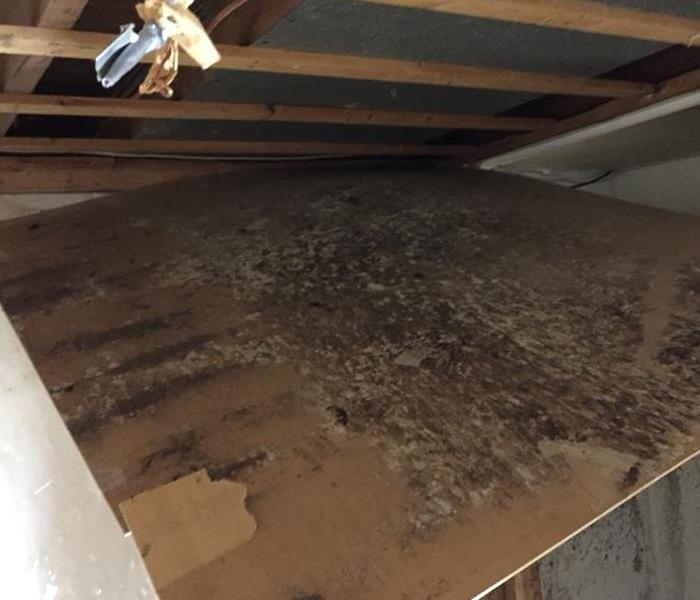 An area of a commercial building's ceiling is dropped down and the back side is covered in mold