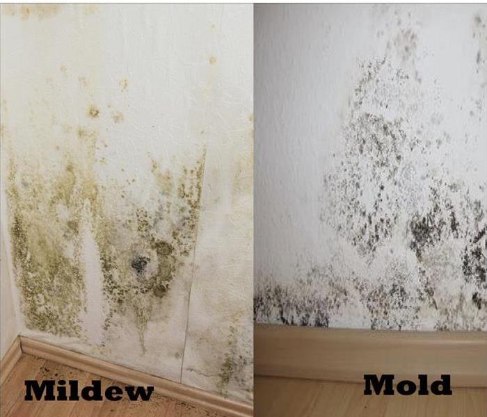 Picture of damaged wall showing mold on one side and mildew on the other side