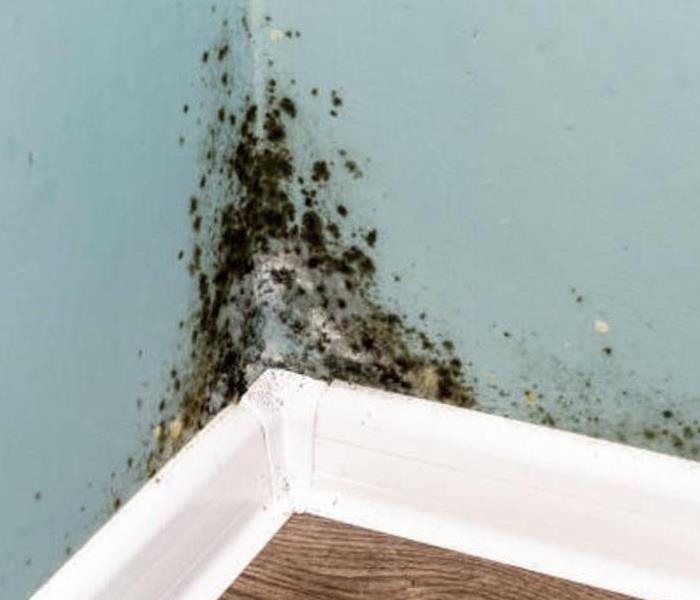 A corner inside a residential home with mold starting to grow on the drywall.