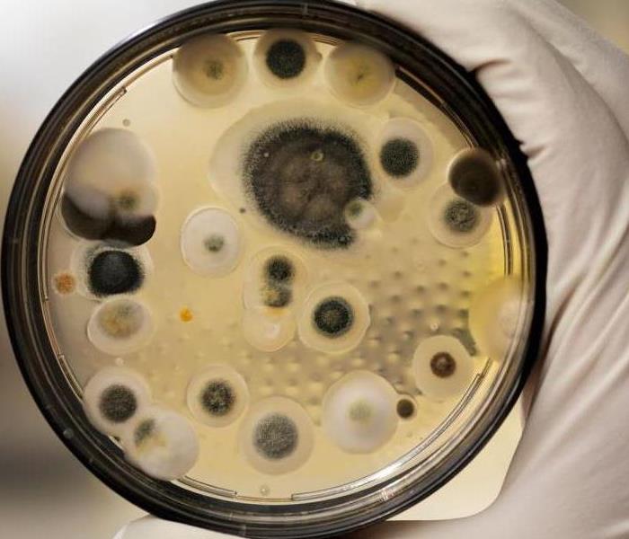 Lab technician hold a round test container with mold samples